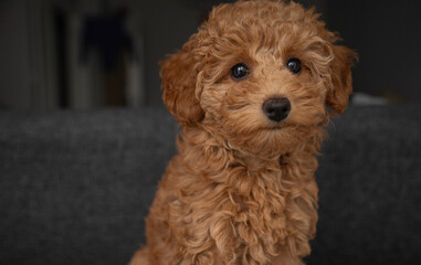 Adorable baby dog poodle portre