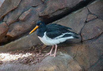 The Sandpiper-magpie bird (Latin Haematopus ostralegus) is black and white in color with a yellow...