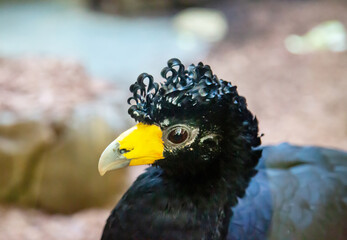 Portrait of a Crested gokko bird (Latin. Blackcurassow) with beautiful curls on his head against a background of grass. Birds, ornithology, ecology.