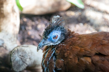 Guinea turaco bird with blue head on the background of rocks on a sunny day. Birds, ornithology, ecology.