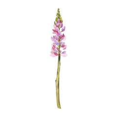 Obraz premium Watercolor Lupine Flower Illustration: Elegant Botanical Art, Featuring the Vibrant Spikes of Bluebonnet, Perfect for Nature-Inspired Designs