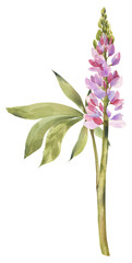 Watercolor Lupine Flower Illustration: Elegant Botanical Art, Featuring the Vibrant Spikes of Bluebonnet, Perfect for Nature-Inspired Designs