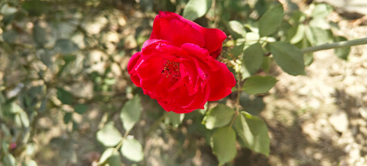 A close up shoot of red rose.