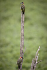 Two green-barred woodpeckers perched on a log