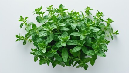 Obraz premium Isolated fresh green oregano leaves seen from above on a white background