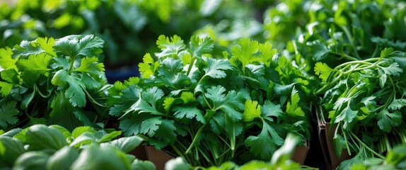 Obraz premium Cilantro Leaves for Sale at a Farmer's Market