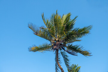 korony palmy kokosowej z długimi zielonymi liśćmi, w świetle dziennym na tle błękitnego bezchmurnego nieba. Gotowa tapeta z natura © Kamil_k2p