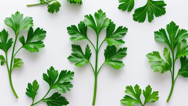Single fresh parsley leaf isolated. Set of parsley leaves against white. Collection. Flat lay.