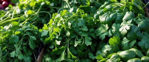 Fresh Cilantro Leaves Available at a Farmer's Market
