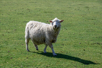 Fototapeta premium close up portrait of pretty sheep with shadow in the spring sunshine