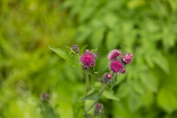 vista macro di una pianta con grandi fiori color rosa e magenta, di giorno, in un ambiente naturale, in estate, con sfondo sfuocato e verde