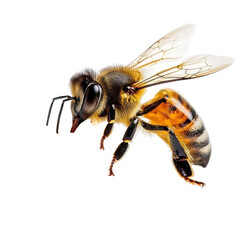 A detailed close up image of a honeybee on dark background transparent background