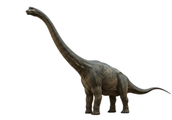 Isolated Detailed Brachiosaurus Dinosaur with Long Neck
