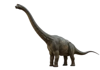 Fotobehang Dinosaurussen Isolated Detailed Brachiosaurus Dinosaur with Long Neck  © Matteo