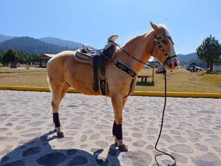 A saddled palomino horse standing on a cobbled street with a scenic mountain and forest background...
