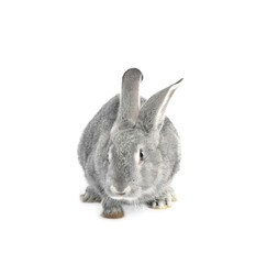 Fluffy grey rabbit on white background. Cute pet