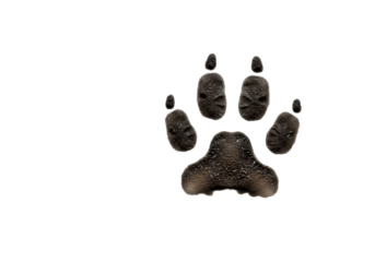 Isolated Black Dog Paw Print on White Background