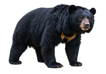 Isolated American Black Bear Walking with Alert Expression
