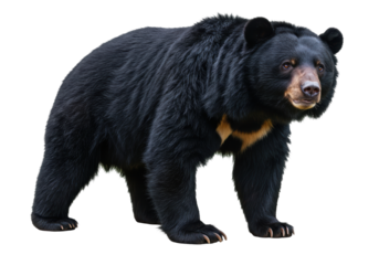 Isolated American Black Bear Walking with Alert Expression