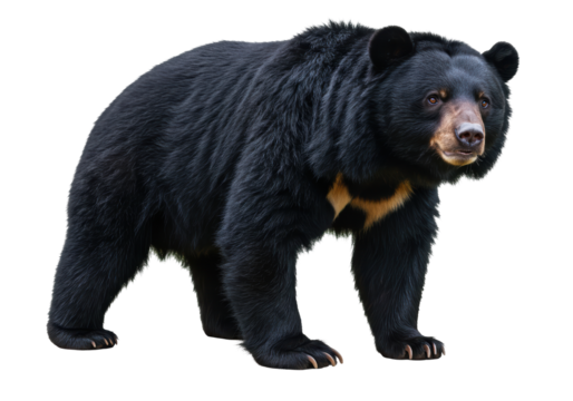 Isolated American Black Bear Walking with Alert Expression