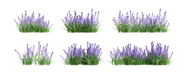 Set of lavender plant isolated on white background