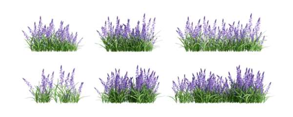 Set of lavender plant isolated on white background