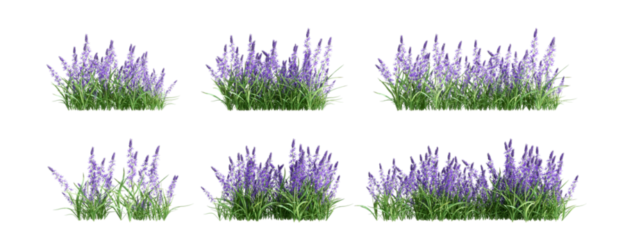 Set of lavender plant isolated on white background