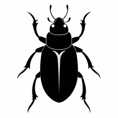 black beetle isolated on white