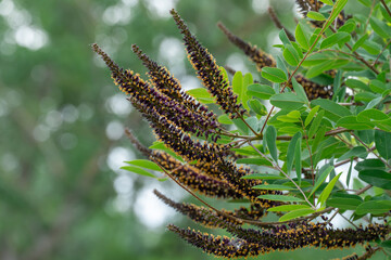 Purple inflorescence of amorpha fruitcosa bloom on branches of shrub. Deciduous bush false indigo...