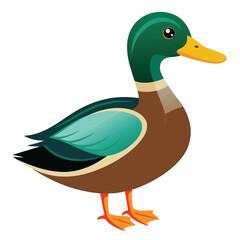 Duck isolated clipart on white background