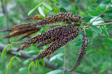 Purple inflorescence of amorpha fruitcosa bloom on branches of shrub. Deciduous bush false indigo of genus amorpha of legume family fabaceae. Used for slope greening in woodland.