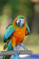 portrait harlequin macaw hybrid macaw free flying  parrot.