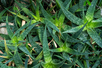 Aloe flower. Green plant leaf growing. Medicine herb bush