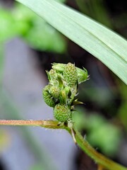 Early Blooms: Developing Flower Heads of the Sensitive Plant