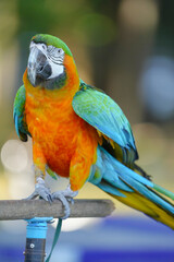 portrait harlequin macaw hybrid macaw free flying  parrot.