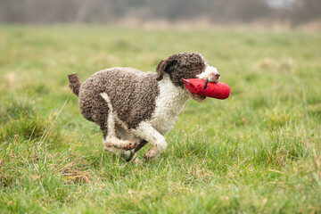 Spanish Water Dogs