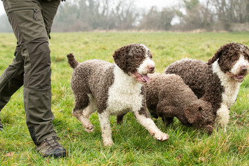 Spanish Water Dogs