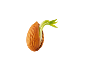 Isolated Young Almond Plant Sprouting with Tender Green Shoots