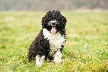 Spanish Water Dogs