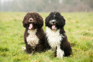 Spanish Water Dogs