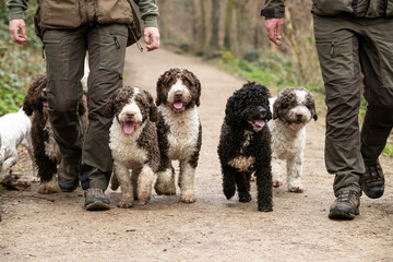 Spanish Water Dogs