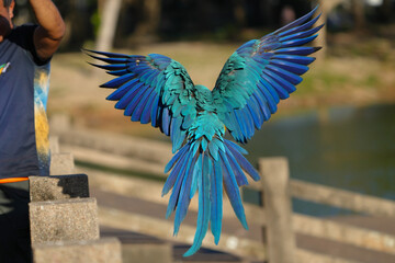Obraz premium blue and gold macaw free flying parrot in the sky