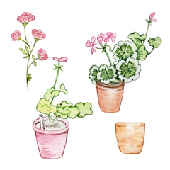 Watercolor flowers geranium, illustration garden