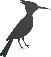 hoopoe bird silhouette with white background