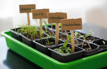 Close-up of a green plastic tray holding small black square pots with young herb seedlings—marjoram, lemon balm, dill, and oregano—each labeled with a handwritten cardboard sign written in Czech