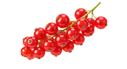 Isolated Fresh Red Currant Branch