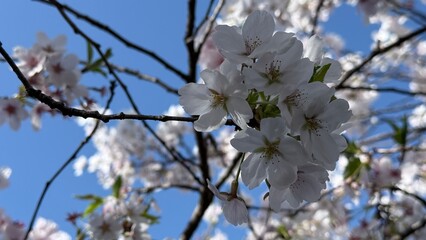 Sakura 2025