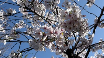 Sakura 2025