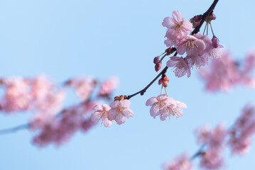 早春の早咲き桜　ハツミヨザクラ　滋賀県大津市皇子が丘公園
