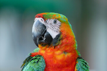 portrait shamrock macaw hybrid macaw free flying  parrot.